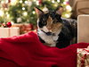 Patches - Photo 3