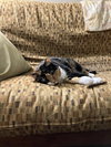 Patches - Photo 4