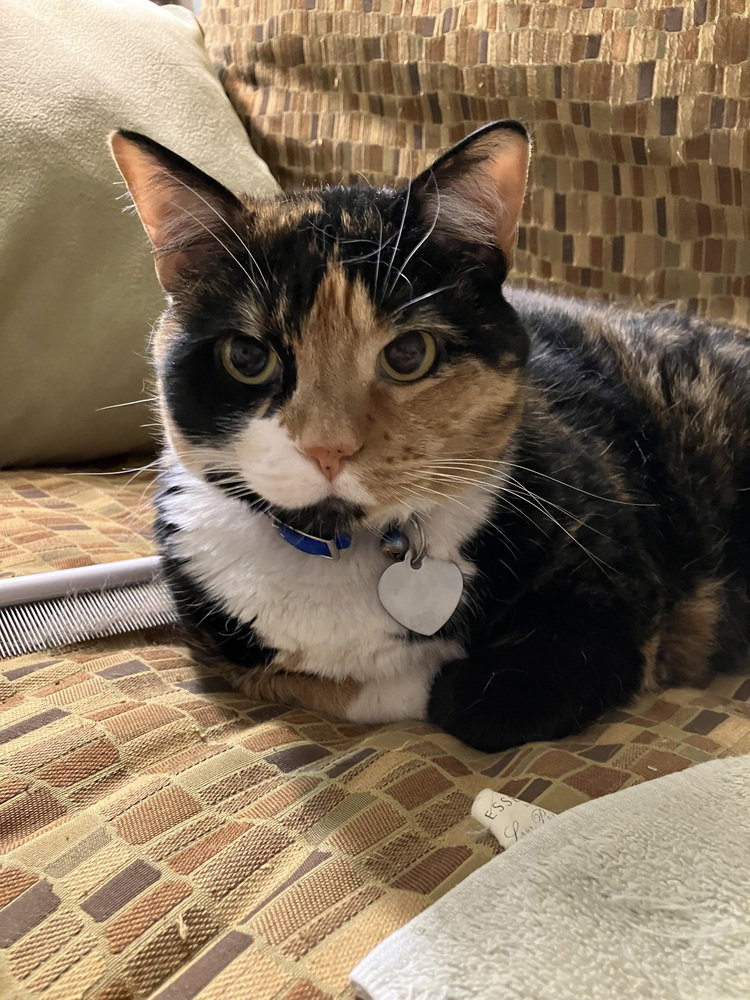 Patches Image