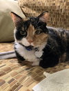 Patches - Photo 1