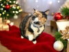 Patches - Photo 4