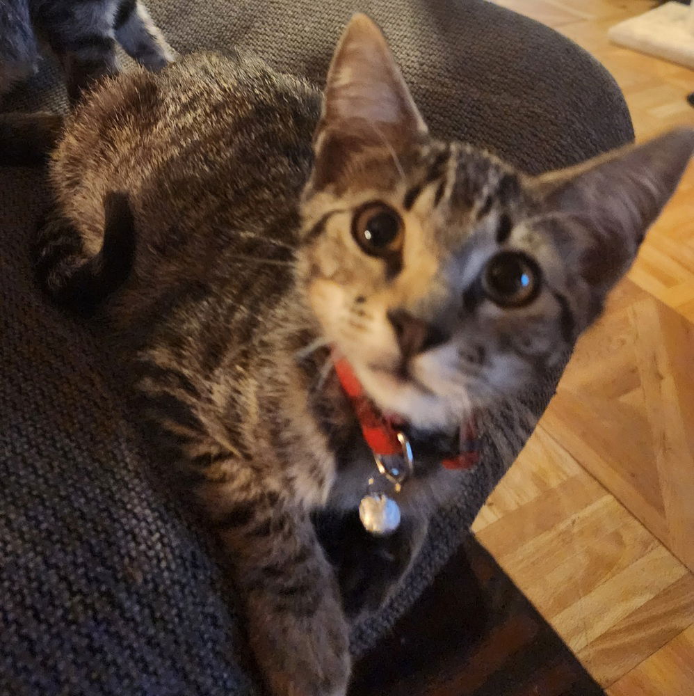 adoptable Cat in Dallas, TX named Grayson