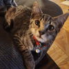 adoptable Cat in  named Grayson