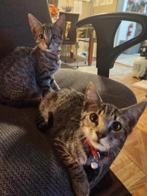GRAYSON - Domestic Short Hair / Domestic Short Hair available for adoption