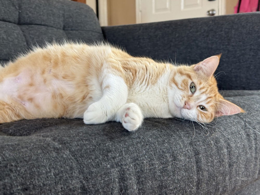 adoptable Cat in Dallas, TX named Jingles