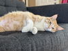 adoptable Cat in  named Jingles