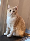 Jingles - Photo 2