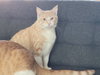 Jingles - Photo 3