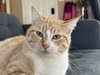 Jingles - Photo 4