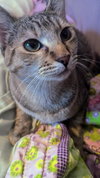 Honey Bun - Photo 4