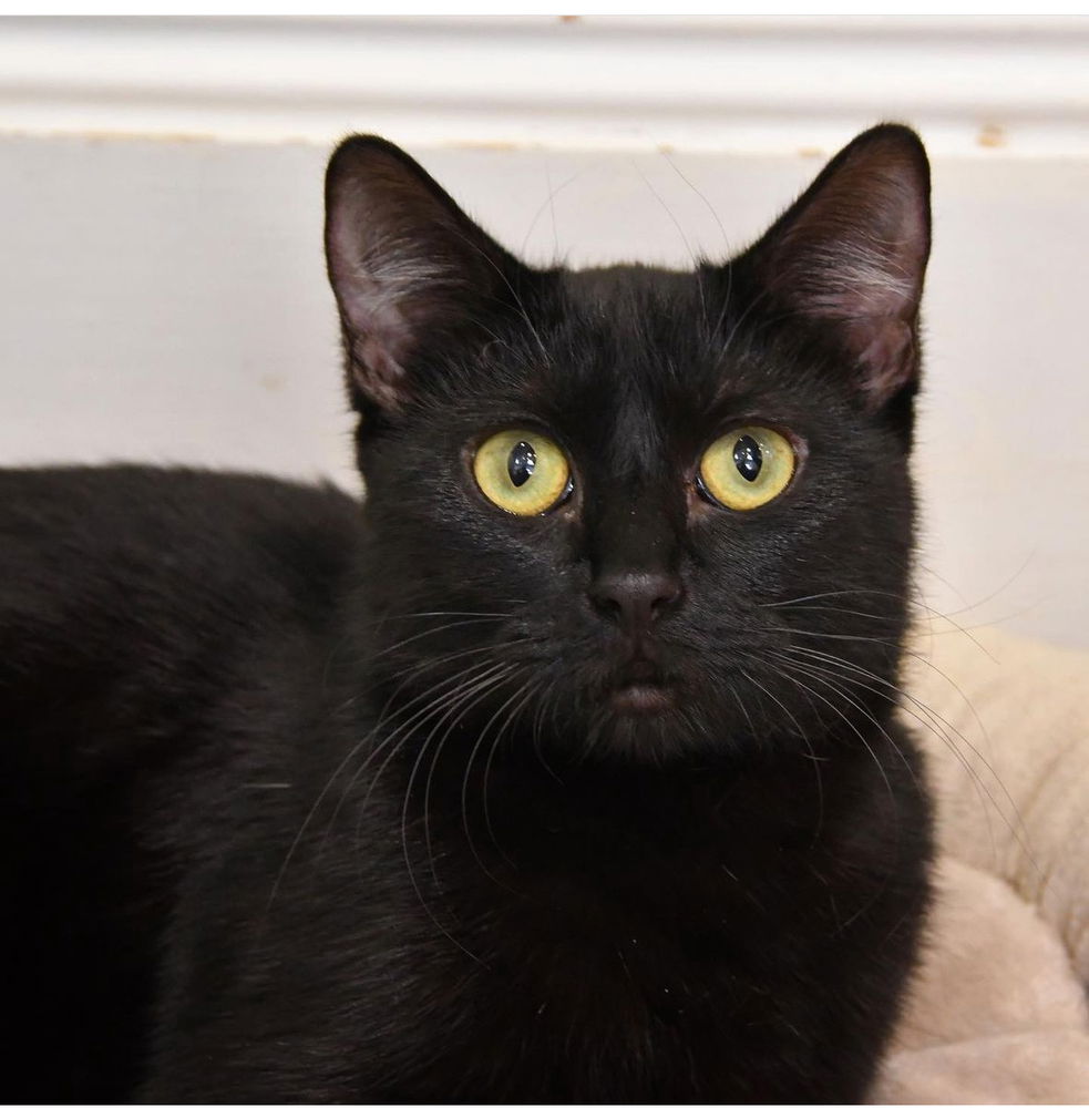 adoptable Cat in Dallas, TX named Goop