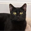 adoptable Cat in  named Goop
