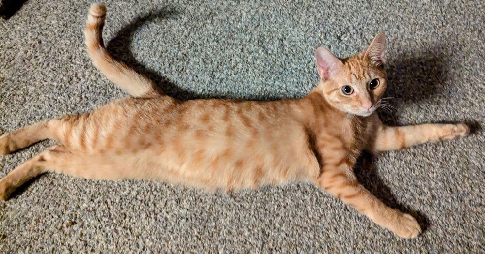 adoptable Cat in Dallas, TX named Mango Sorbet