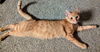 adoptable Cat in  named Mango Sorbet
