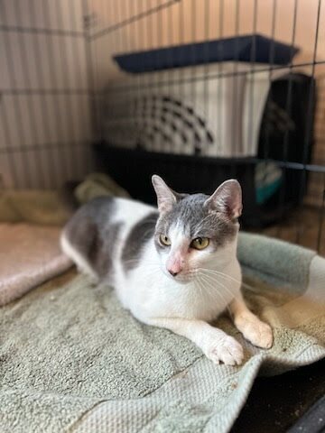 adoptable Cat in Dallas, TX named Beary