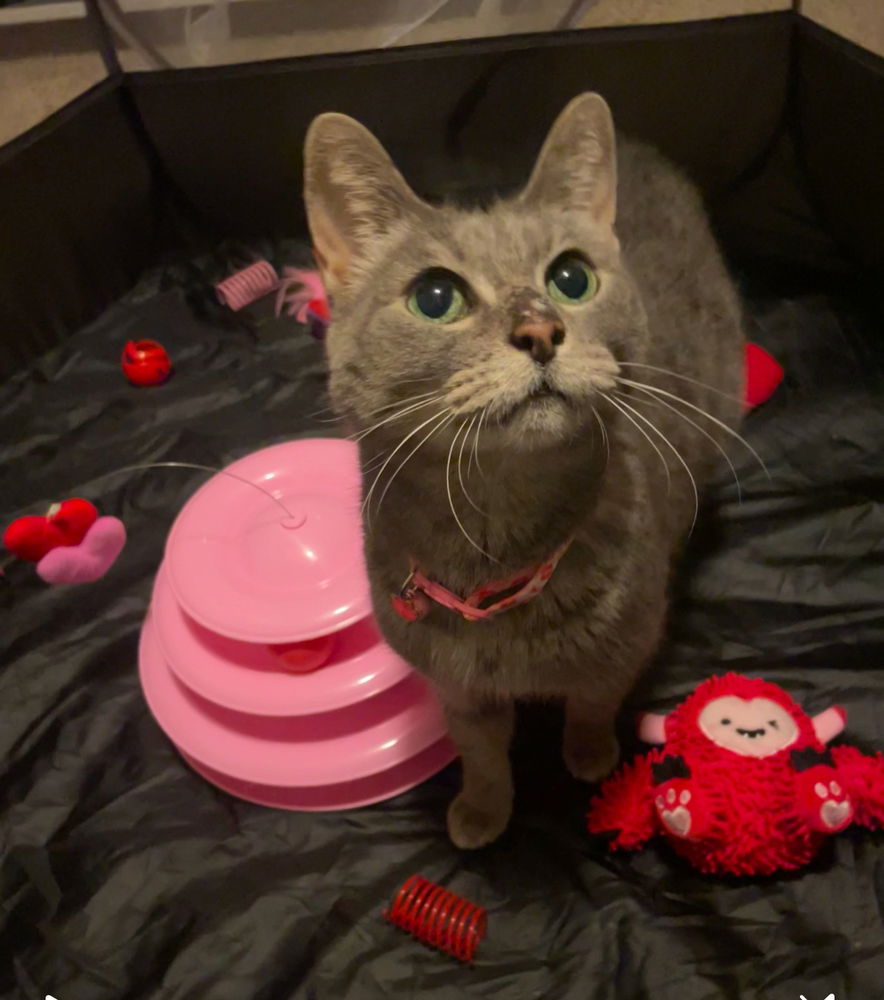 adoptable Cat in Dallas, TX named Kiwi