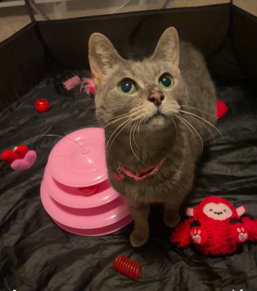 KIWI - Domestic Short Hair / Domestic Short Hair available for adoption