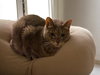 Kiwi - Photo 3