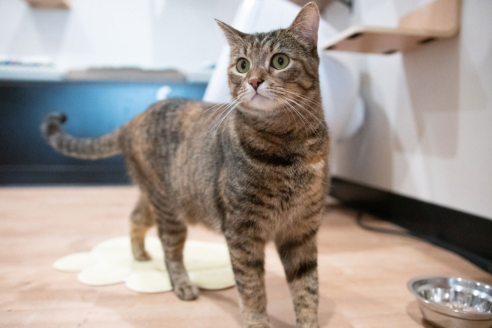 adoptable Cat in Dallas, TX named Carlita