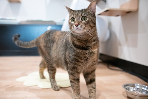 CARLITA - Domestic Short Hair / Domestic Short Hair available for adoption