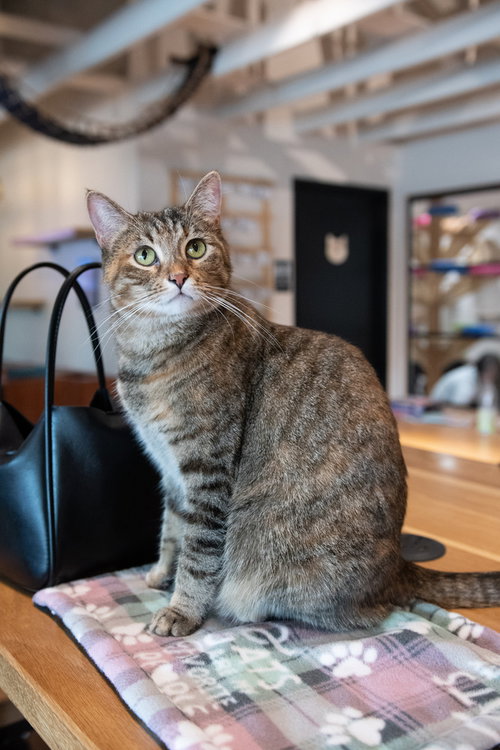 CARLITA - Domestic Short Hair / Domestic Short Hair available for adoption