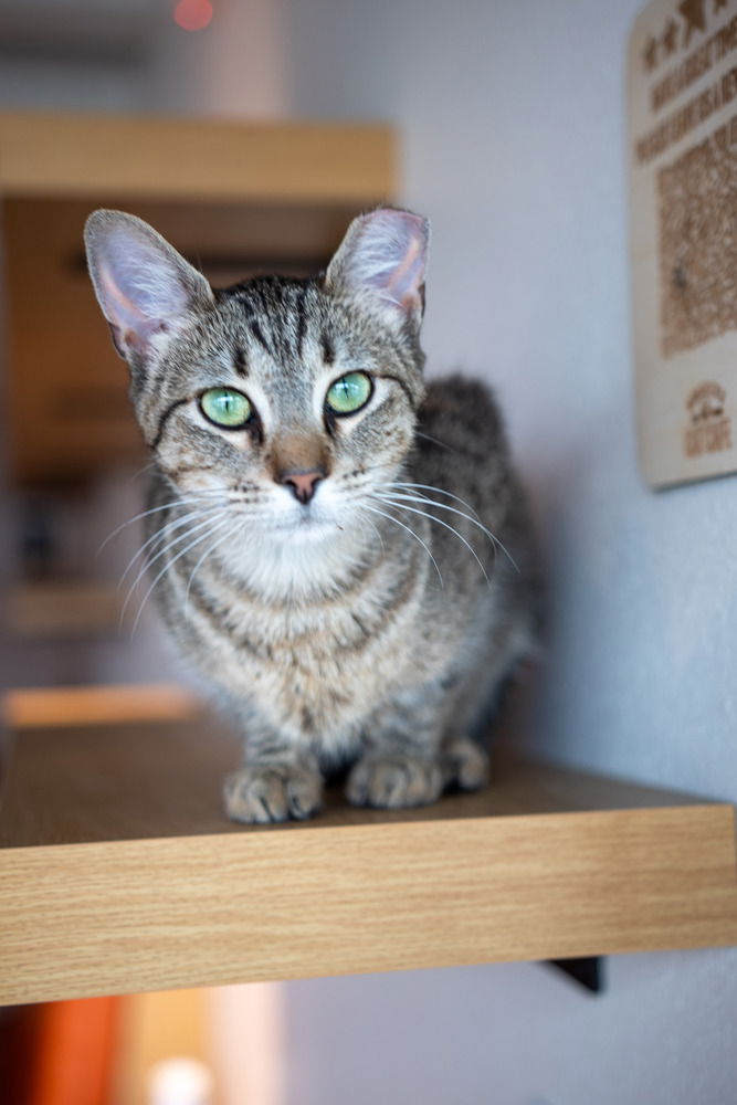 adoptable Cat in Dallas, TX named Fatima