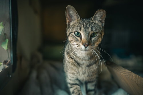 FATIMA - Domestic Short Hair / Domestic Medium Hair available for adoption