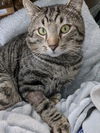 adoptable Cat in  named CJ Mater
