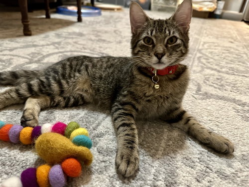 ALFIE - Domestic Short Hair / Domestic Short Hair available for adoption