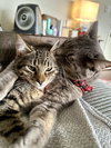 Alfie - Photo 4