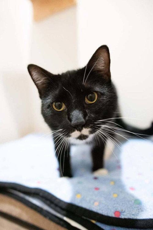 ROMEO - Domestic Short Hair / Domestic Short Hair available for adoption