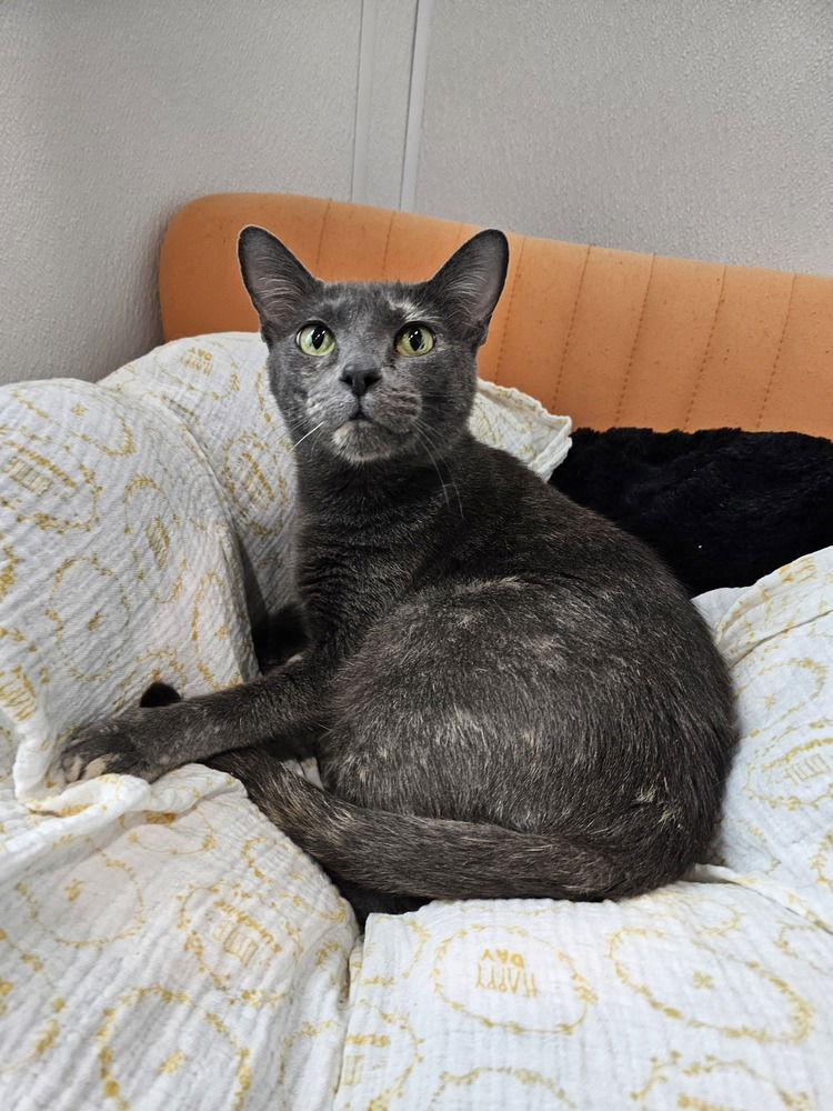 adoptable Cat in Dallas, TX named Gryla
