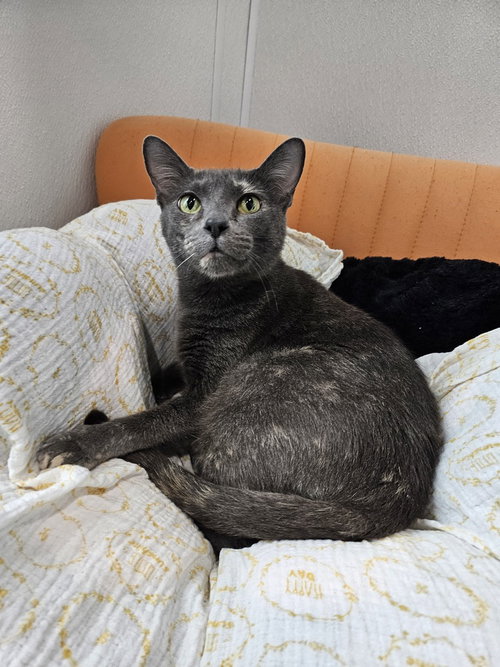 GRYLA - Domestic Short Hair / Domestic Short Hair available for adoption