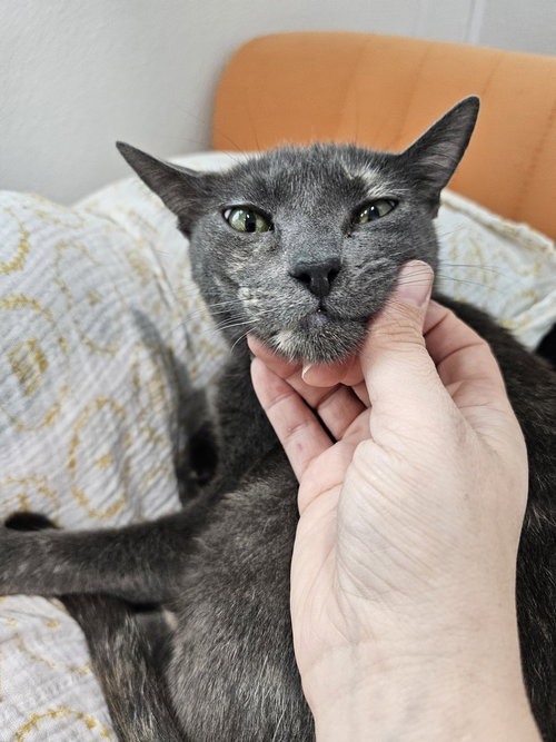 GRYLA - Domestic Short Hair / Domestic Short Hair available for adoption
