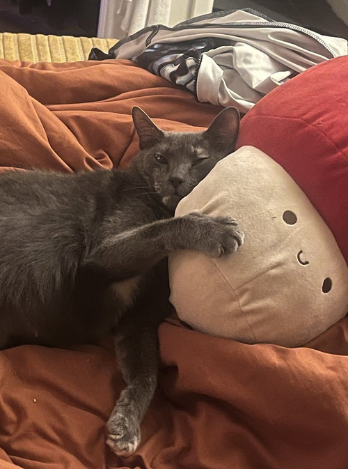 GRYLA - Domestic Short Hair / Domestic Short Hair for adoption in Mesquite