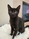 adoptable Cat in  named Lotus