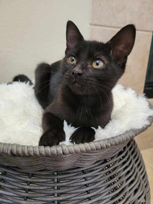 LOTUS - Domestic Short Hair / Domestic Short Hair available for adoption