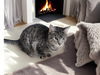 adoptable Cat in dallas, TX named Ace Suits