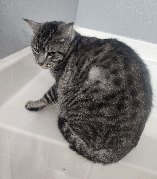 ACE SUITS - Domestic Short Hair / Domestic Short Hair available for adoption