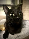 adoptable Cat in  named Tamari