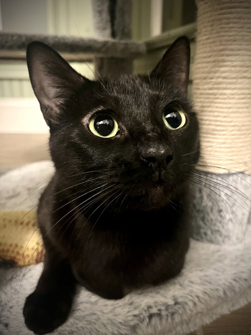 TAMARI - Domestic Short Hair / Domestic Short Hair available for adoption
