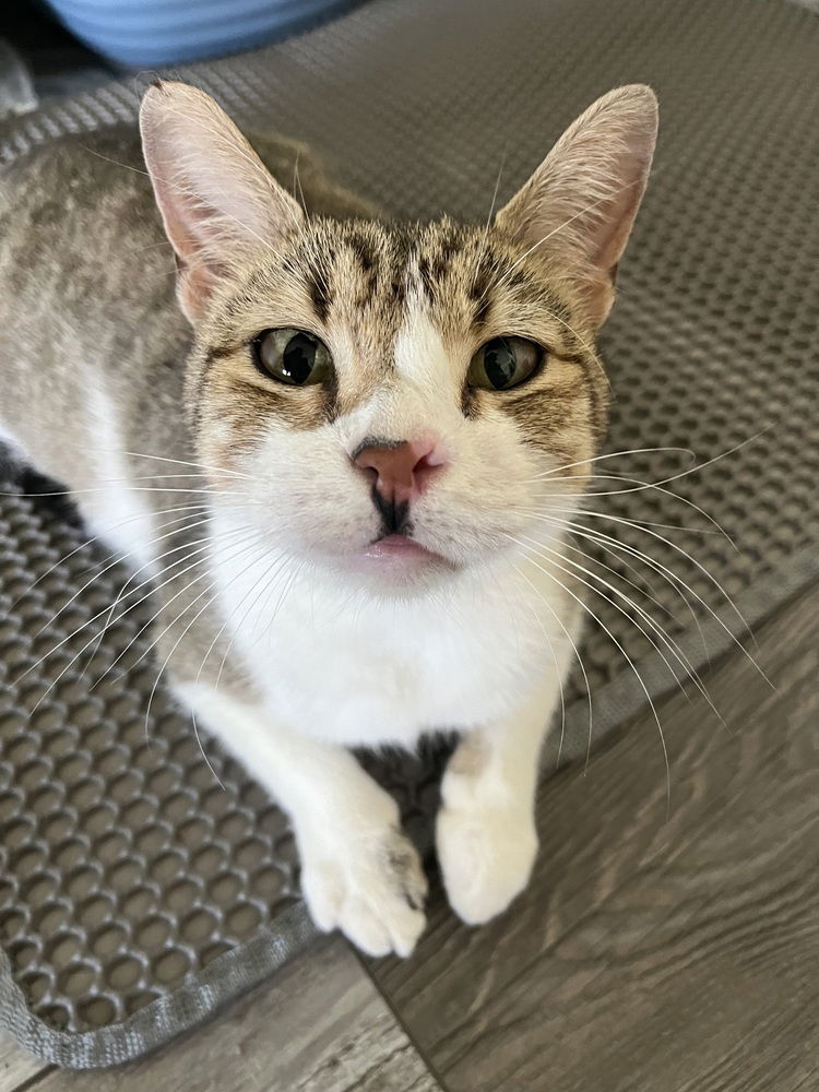 adoptable Cat in Dallas, TX named Lumber Jill