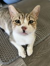adoptable Cat in  named Lumber Jill