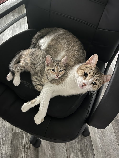 LUMBER JILL - Domestic Short Hair / Domestic Short Hair available for adoption