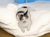 Elphie - Photo 2