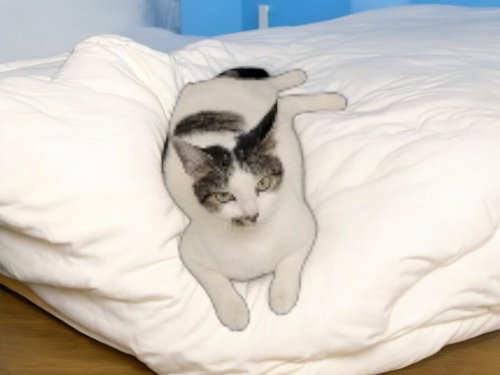 ELPHIE - Domestic Short Hair / Domestic Short Hair available for adoption