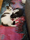 Elphie - Photo 4