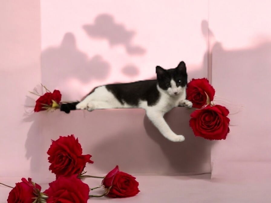 adoptable Cat in Dallas, TX named Fiyero