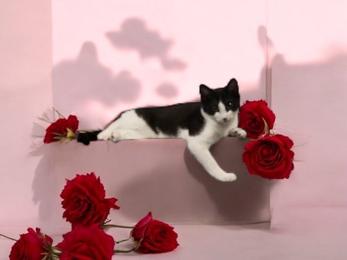 FIYERO - Domestic Short Hair / Domestic Short Hair available for adoption