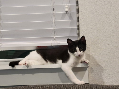 FIYERO - Domestic Short Hair / Domestic Short Hair available for adoption